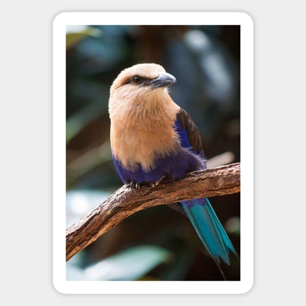 Blue-Bellied Roller Sticker by Jacquelie